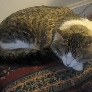 Meet your Posher, Austin